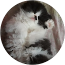 meus gato persa pet profile picture
